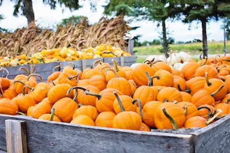 Store Your Homemade Pumpkin Puree: Freeze, Dehydrate & More